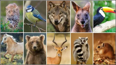 As-tu des animaux de compagnie ?