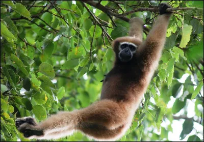 Quelle race de singe apercevons-nous ici ?