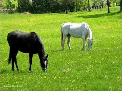 Quelle est cette voiture ?