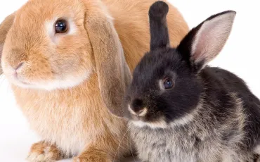 Quiz Lapins