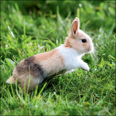 Le lapin se déplace :