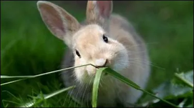 Le lapin principalement mange :