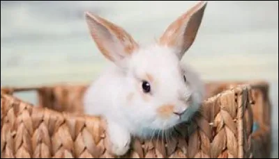 Où aiment dormir les lapins ?