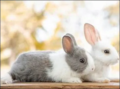 Le lapin passe le plus clair de son temps :