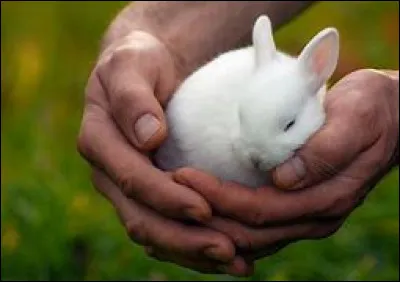 Comment s'appellent les bébés lapins ?