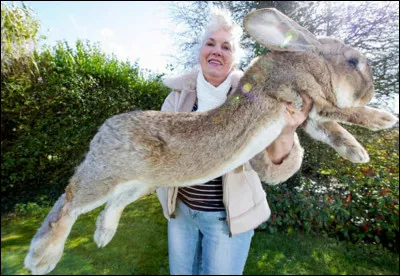 Combien pèse le plus gros lapin du monde ?