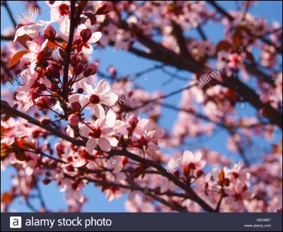 Je suis une fille qui pleure souvent et à cause de ça, la plupart des fans me détestent. Je suis la rivale de la fille faisant partie de l'équipe 10. Je suis une grande ninja médecin.