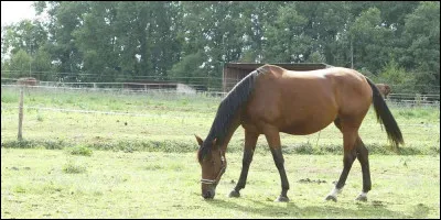 Combien de temps la jument garde-t-elle le poulain dans le ventre ?