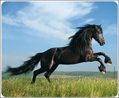 Le cheval fait partie de la famille des...