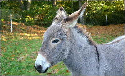 L'âne fait partie de la famille du cheval.
