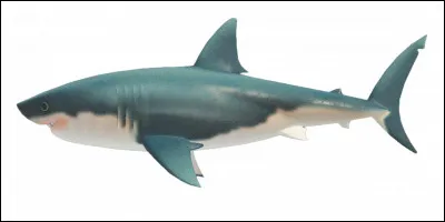 Pendant combien de mois les requins apparaissent-ils dans l'hémisphère Nord ?