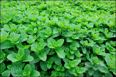 Il en existe de tr&egrave;s nombreuses esp&egrave;ces, sentant le chocolat, la banane ou encore le poivre. Cette plante est tr&egrave;s souvent utilis&eacute;e pour aromatiser le th&eacute;. Quelle est cette plante ?