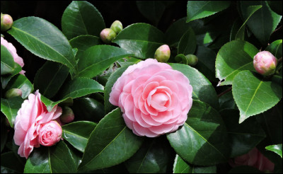 Alors que certaines espèces de cette plante n'ont pas de parfum, d'autres ont une délicieuse odeur de thé au jasmin. Savez-vous de quelle plante il s'agit ?