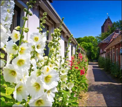 On peut l'appeler "passe-rose", "passerose" ou encore "primerose". Elle est commestible et pr&eacute;sente certains avantages m&eacute;dicinaux. La reconnaissez-vous ?