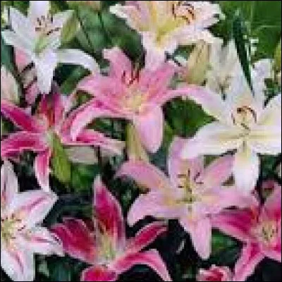 Quelles que soient leurs couleurs, ce sont mes fleurs pr&eacute;f&egrave;r&eacute;es. Gr&acirc;ce &agrave; la photo, saurez-vous reconna&icirc;tre cette fleur au doux parfum ?