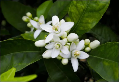 La fleur d'oranger offre une d&eacute;licieuse odeur et un tr&egrave;s bon ar&ocirc;me en cuisine. De quelle plante est-elle issue ?