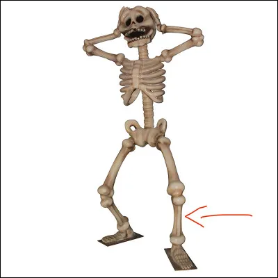 Comment s'appelle cet os ?