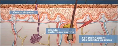 Les glandes sudoripares évacuent l'eau et cela permet de rafraîchir la peau et aussi d'éliminer des molécules. 
Quelles sont les émanations ?