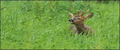 À quoi l'odorat sert-il encore ?