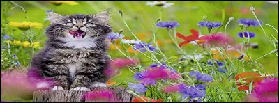 Mais ils détestent des odeurs ! Lesquelles notamment ?