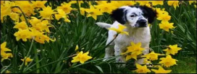 Quelles odeurs sont principalement appréciées des chiens ?