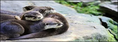 Vous voulez un nouvel animal de compagnie ; vous optez pour une loutre cendrée parce qu'elle est sociable. 
Savez-vous quelles sécrétions elle produira pour marquer son territoire ou manifester sa désapprobation ?