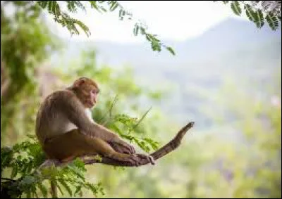 Quel est l'animal que tu préfères parmi ceux proposés ?