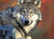 Quiz Un animal mystique : le loup