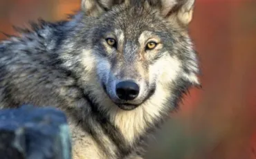 Quiz Loups
