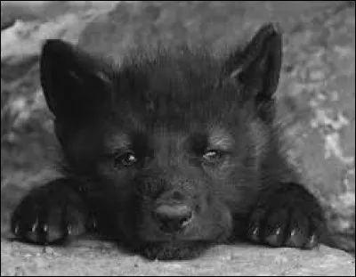 Comment la femelle du loup se nomme-t-elle ?