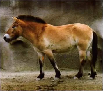 Quel est ce cheval sauvage ?