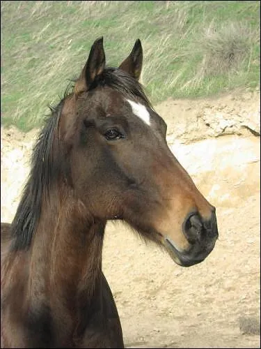 Quelle est sa marque ?