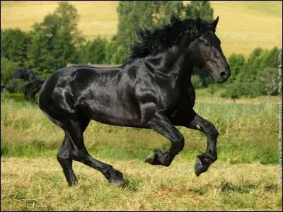  quelle allure cours ce cheval ?