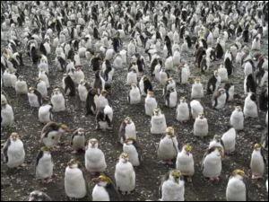 O ces pingouins ont-ils t pris en photo ?