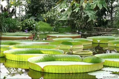 D'o sont originaires ces nnuphares ?