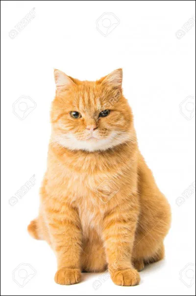 Comment s'appelle le chat de Hermione ?