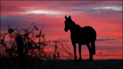 Voici ta situation : toi et ton ami, vous allez avoir un cheval. Tu as dit que tu voulais un gris avec des petites taches... Comment s'appelle r&eacute;ellement cette robe ?