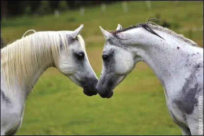 Arriv&eacute; &agrave; l'&eacute;levage pour acheter les chevaux, tu aper&ccedil;ois un petit shetland palomino, tu dis : - Oh, qu'il est mignon avec sa crini&egrave;re…