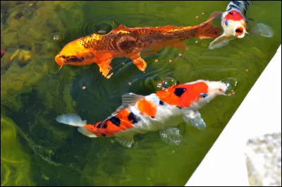 Comment s'appelle cette espèce de poisson que l'on peut rencontrer dans des espaces d'eau aux jardins japonais ?