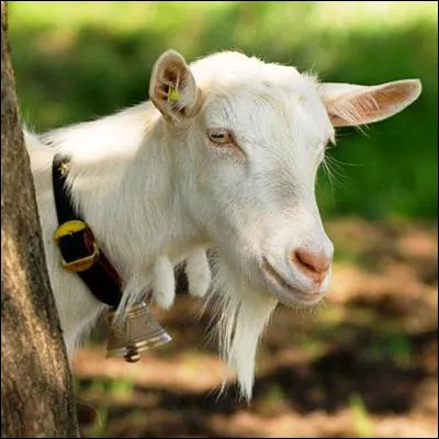 Quelle divinit&eacute; a &eacute;t&eacute; allait&eacute;e par une ch&egrave;vre nomm&eacute;e Amalth&eacute;e ?