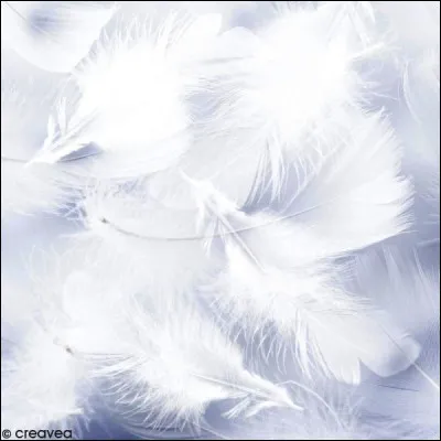 Quel oiseau doit son nom &agrave; l'ensemble de plumes dress&eacute;es sur sa t&ecirc;te ?