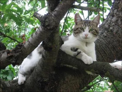 Cet animal est un...