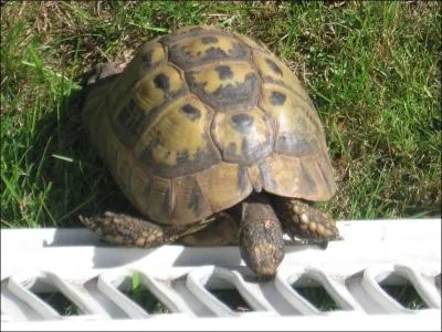 Cet animal est un(e)...