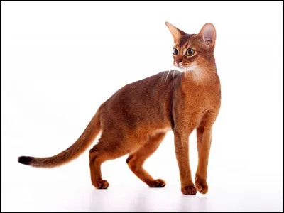 Maintenant c'est le moment de dire Miaou ! Traduis "Abyssin" :