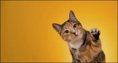 Et maintenant dites Cheeese ! Traduis "Photo" :