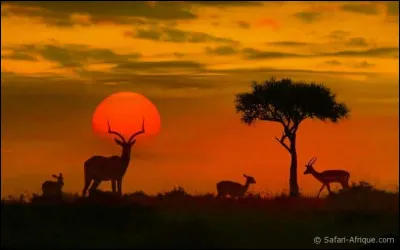 Et un autre ! Traduis "Afrique" :