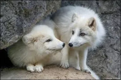 Quel est ce renard (4) ?