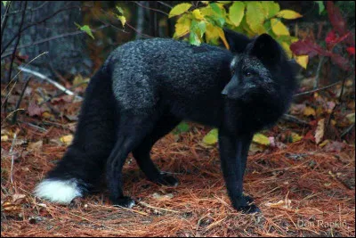 Et enfin, quel est ce renard ?