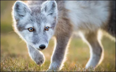 De quelle grande famille le renard fait-il partie ?