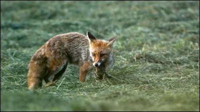 Le renard...